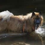 bacchus chien de christine