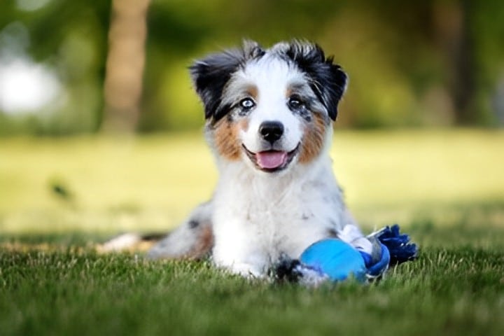 chiot apres un cours de dressage