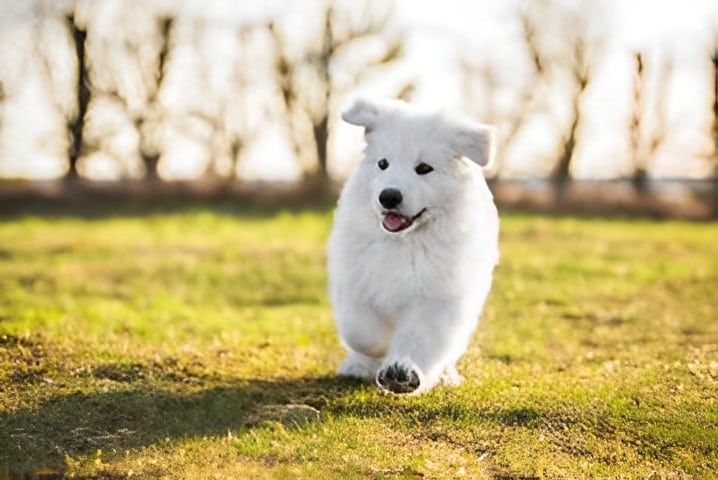 chiot qui court avec son educateur canin