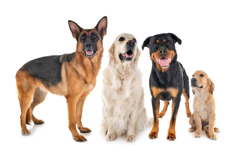 dressage chien alentours lyon
