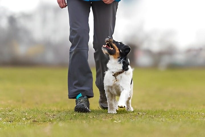 dressage chien prix
