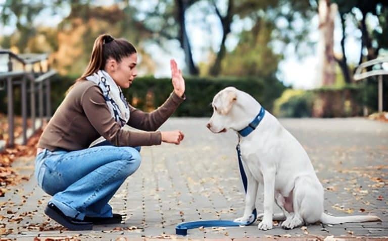 dressage chien quel age