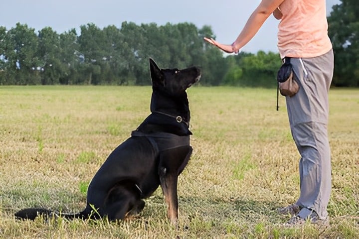 education chien individuel