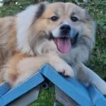 le chien horus