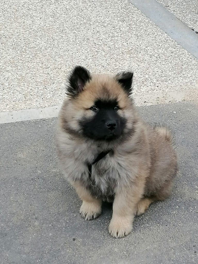 dressage chiot lyon