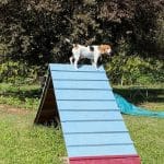 photo cours du chien penny