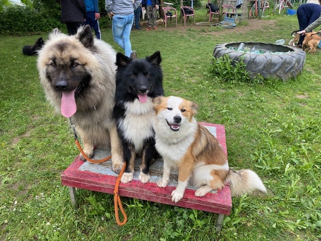 chien en groupe