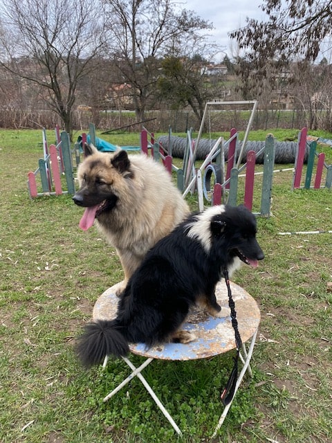 chien au dressage