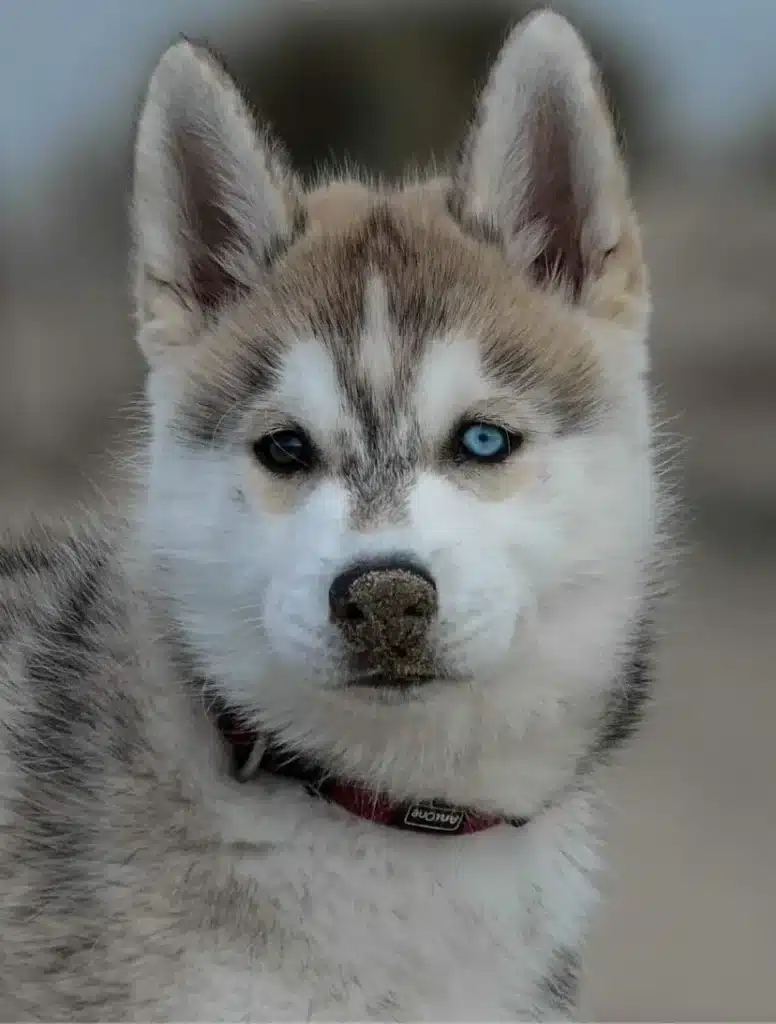 chien eduque a l ecole chien et vous (4)