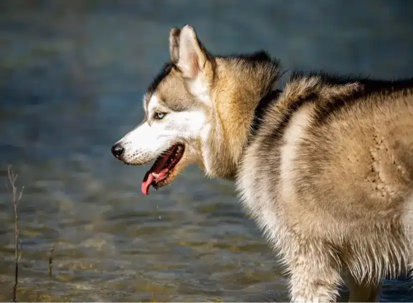 chien eduque a l ecole chien et vous (5)